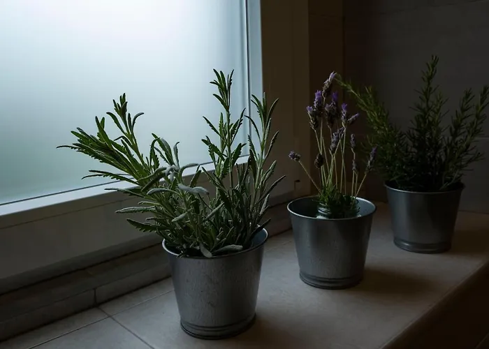 Casa Da Quinta * Vila Franca do Campo