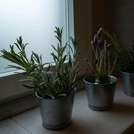 Casa Da Quinta * Vila Franca do Campo